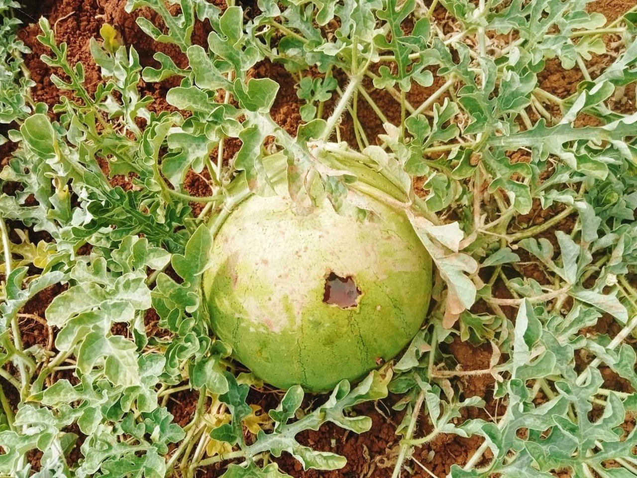 Hasat için bostana giden üreticiler büyük şok yaşadı, delinmedik karpuz kalmadı