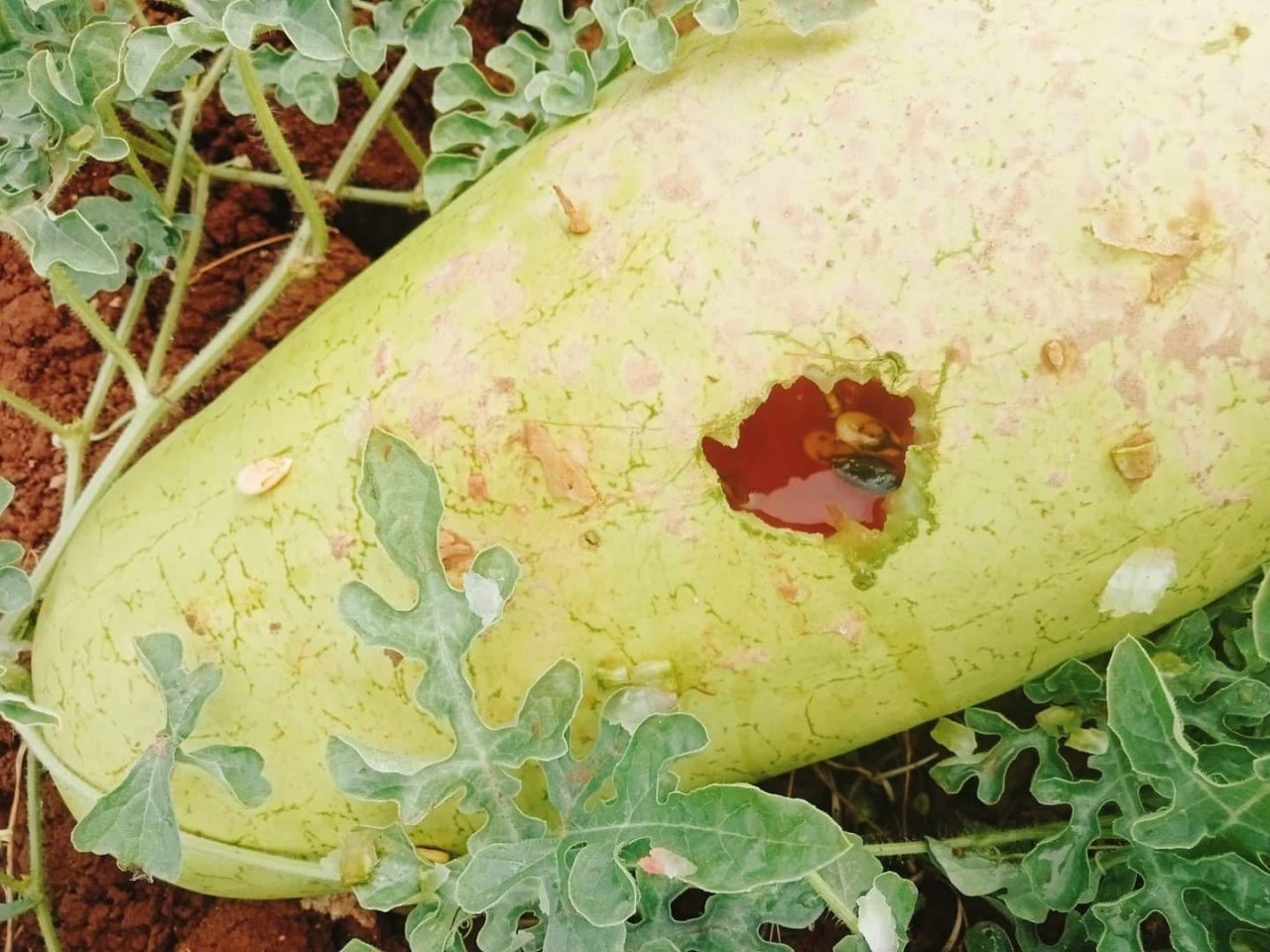 Hasat için bostana giden üreticiler büyük şok yaşadı, delinmedik karpuz kalmadı
