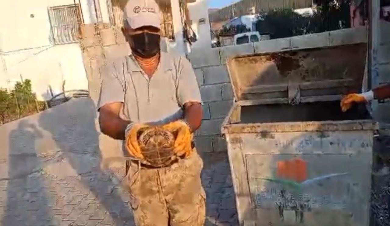 Çöpe atılan kaplumbağayı belediye personeli kurtardı