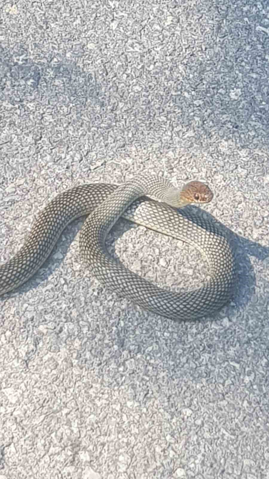 Karayoluna çıkan yılan kamerada