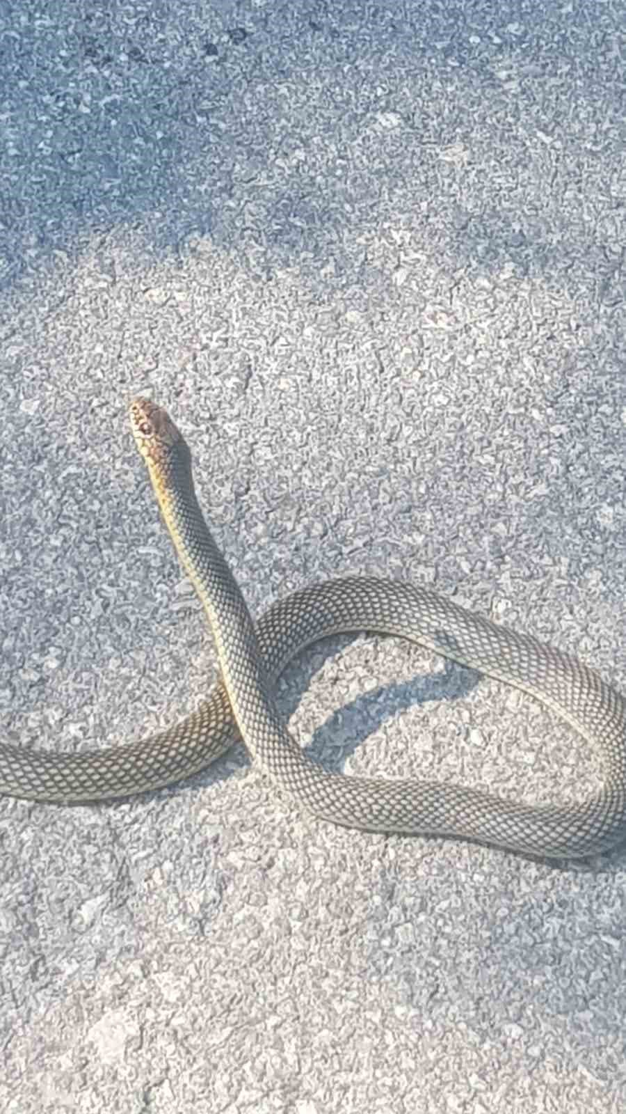 Karayoluna çıkan yılan kamerada