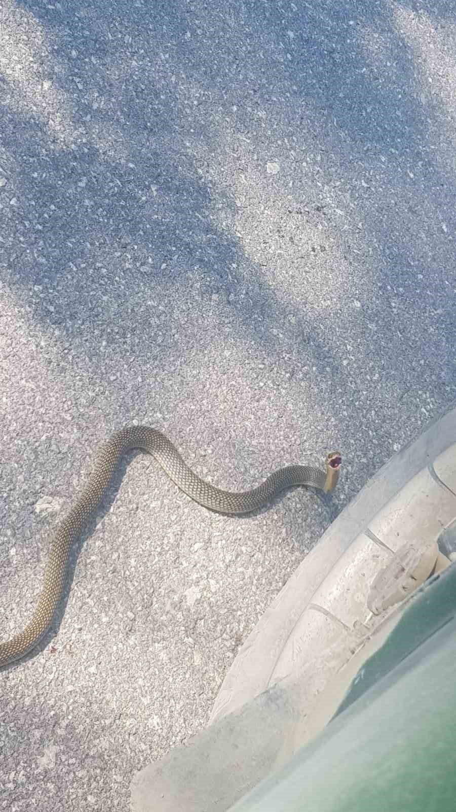 Karayoluna çıkan yılan kamerada