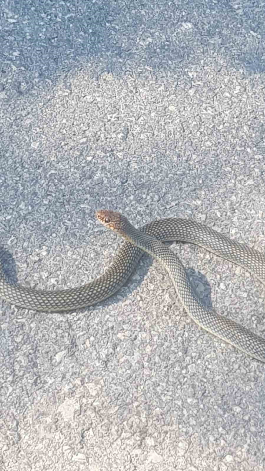 Karayoluna çıkan yılan kamerada