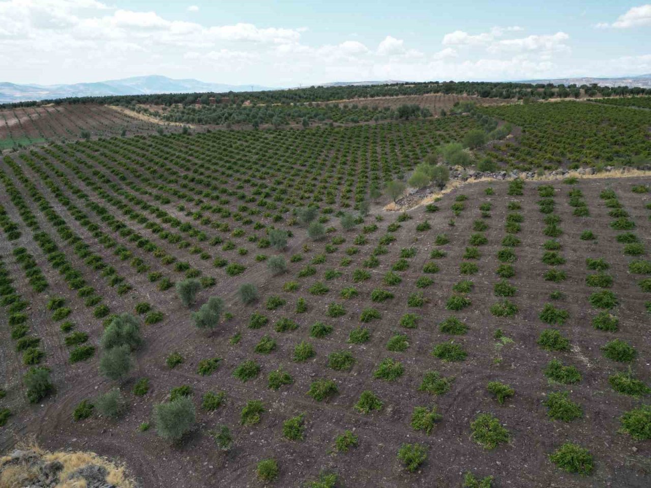 Sınırın sıfır noktasında tarlalar siyaha boyandı