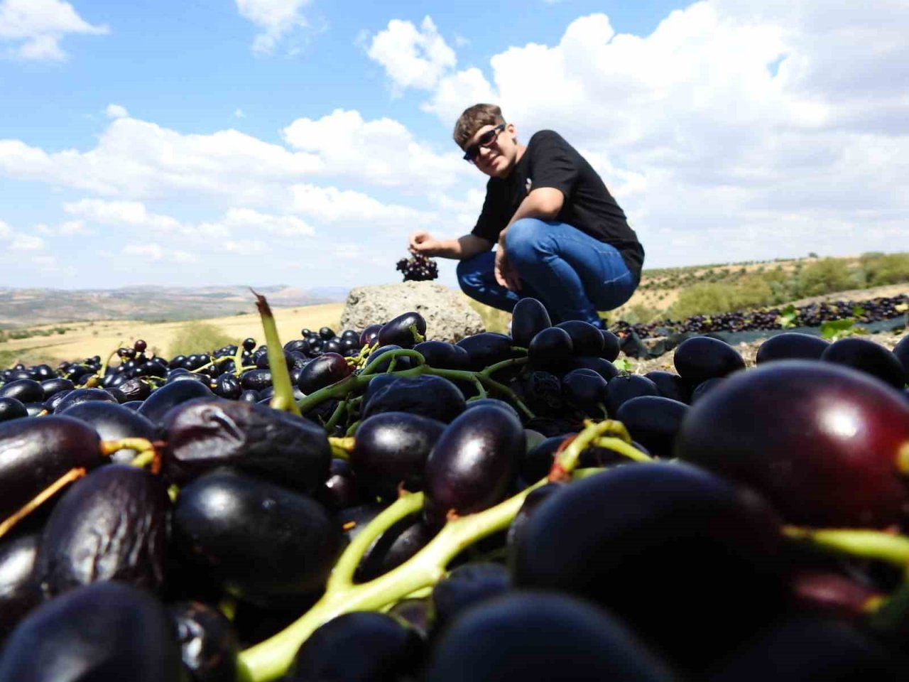 Sınırın sıfır noktasında tarlalar siyaha boyandı