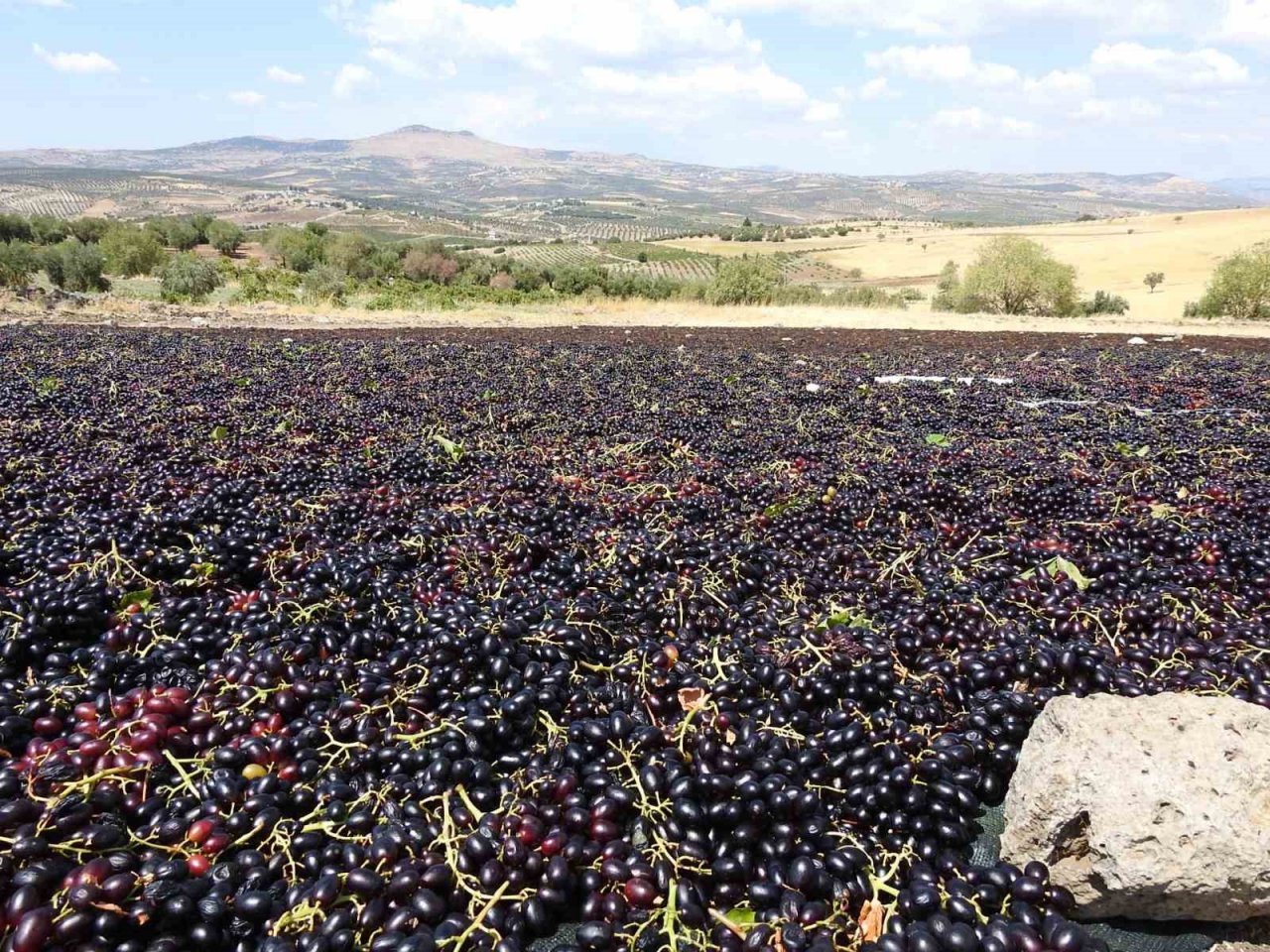 Sınırın sıfır noktasında tarlalar siyaha boyandı