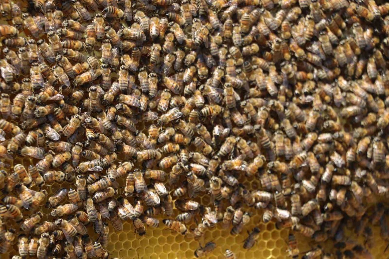 Mevsim normallerinin üzerindeki sıcaklıklar aracılığı olumsuz etkiliyor