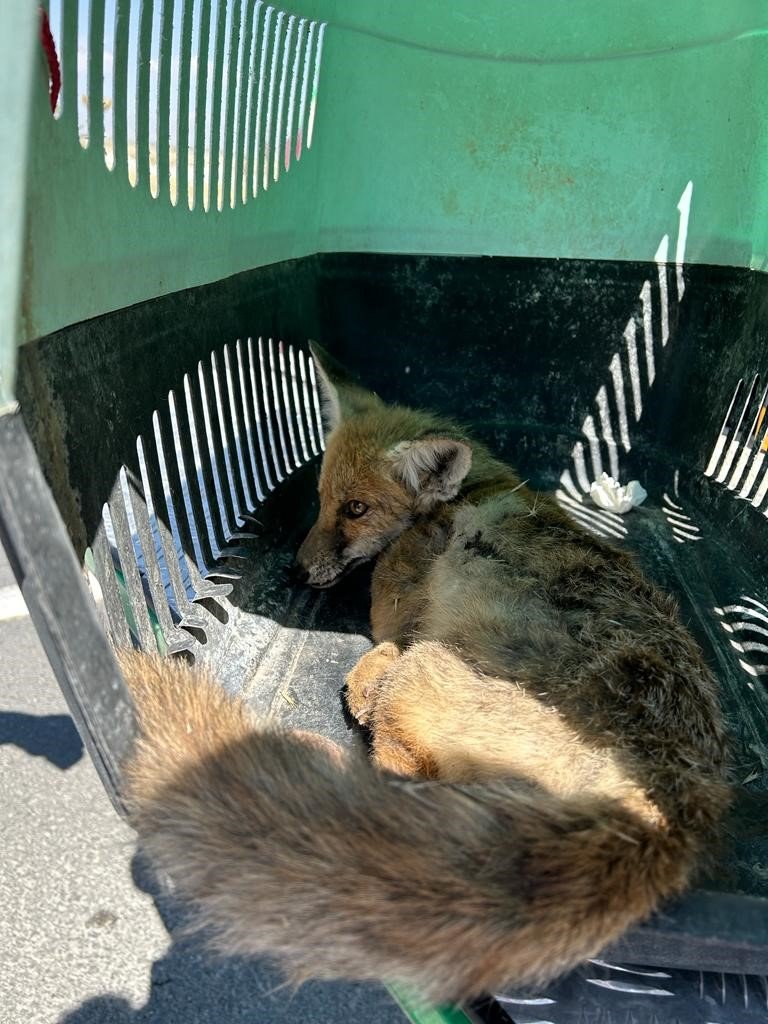 Yaralı tilki tedavi altına alındı