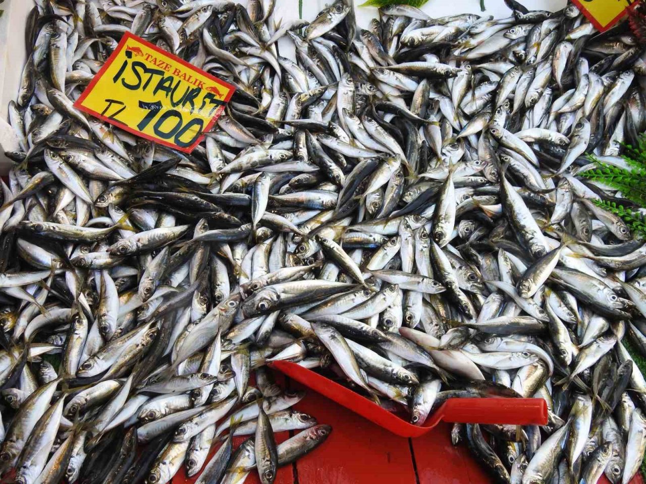 Av yasağı sona erdi, tezgahlar balıkla şenlendi