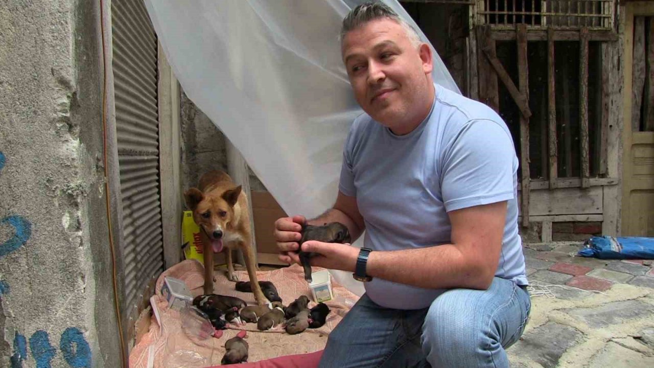Sokak köpeği ve 12 yavrusuna esnaf sahip çıktı