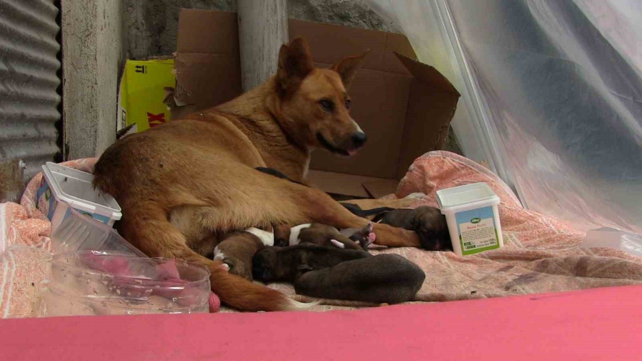 Sokak köpeği ve 12 yavrusuna esnaf sahip çıktı