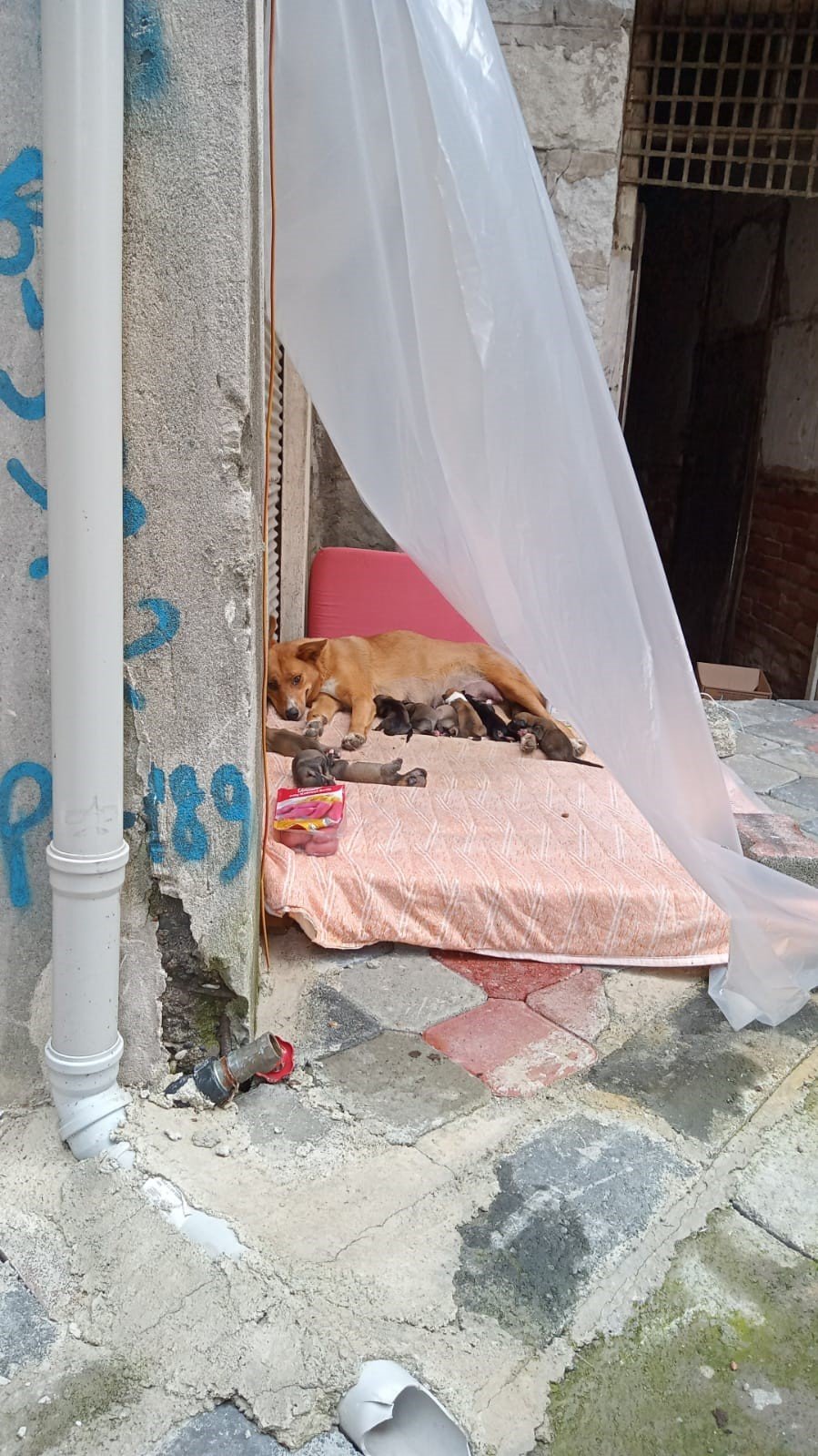 Sokak köpeği ve 12 yavrusuna esnaf sahip çıktı