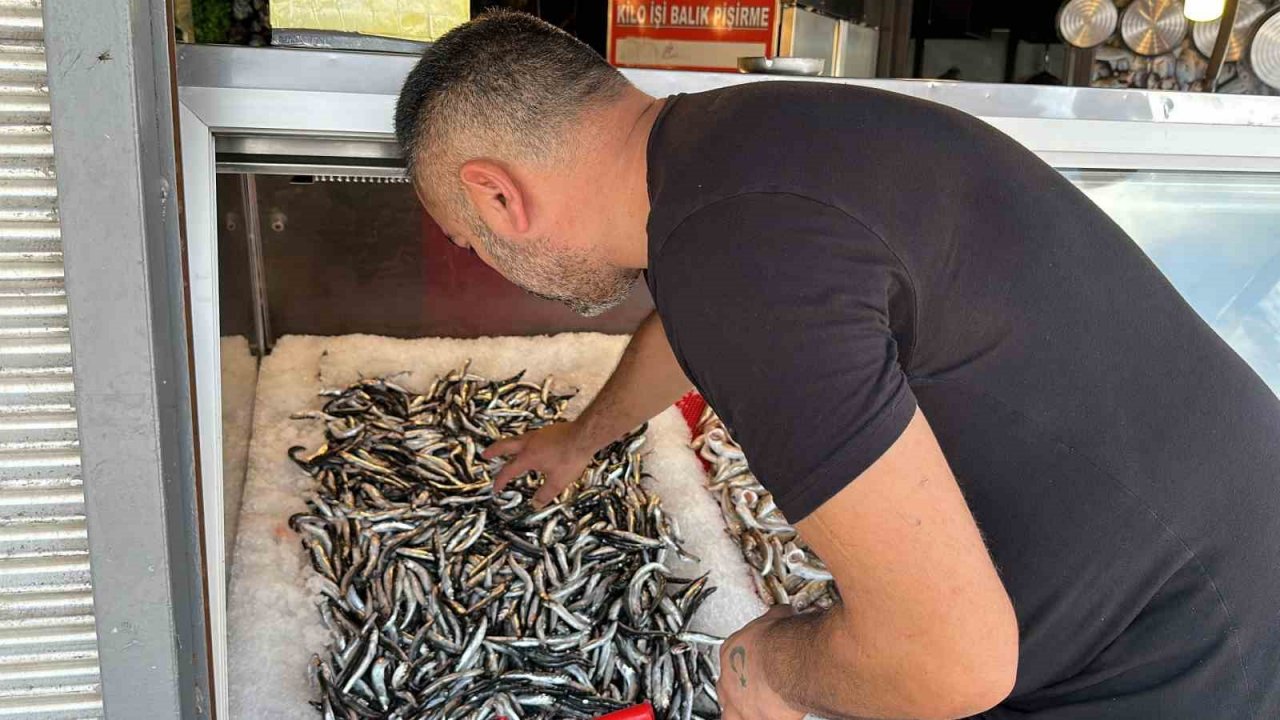Taze balık tezgaha indi