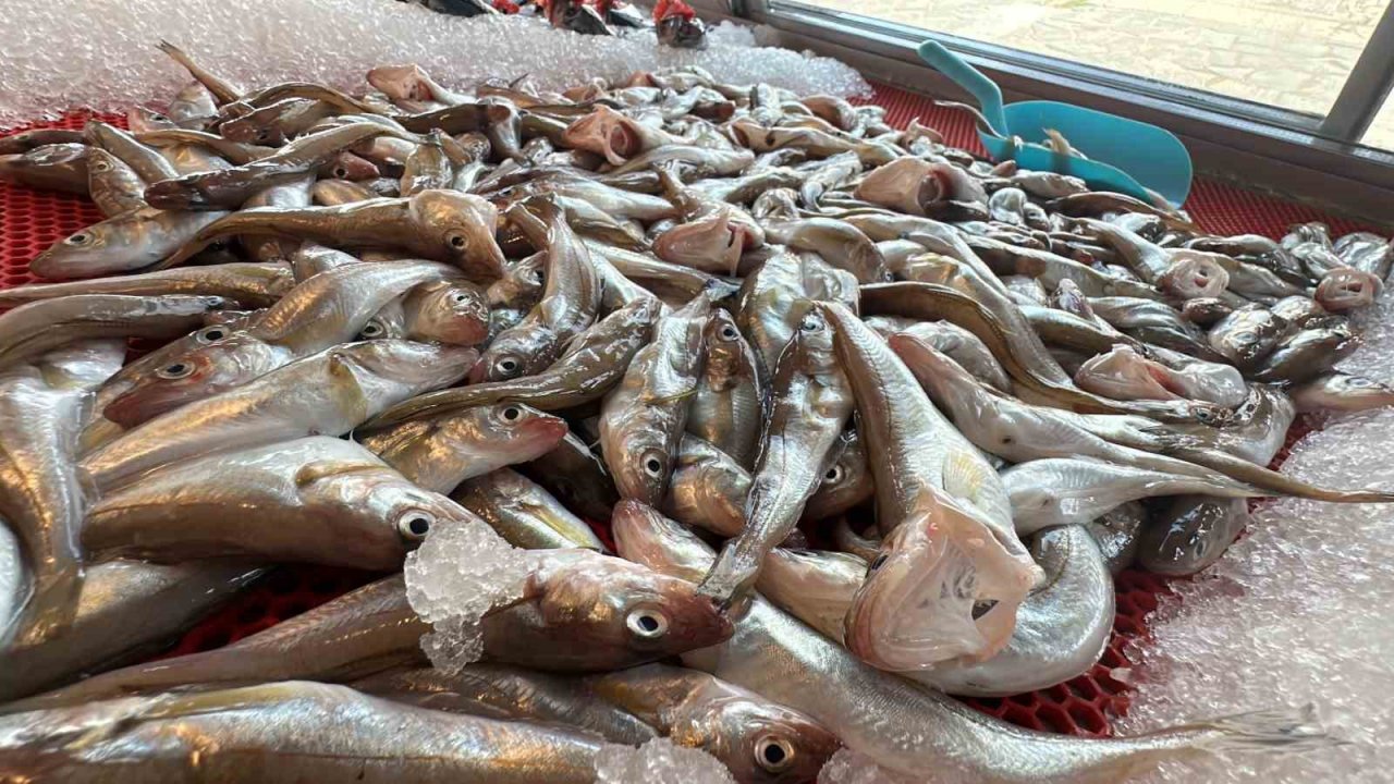 Taze balık tezgaha indi