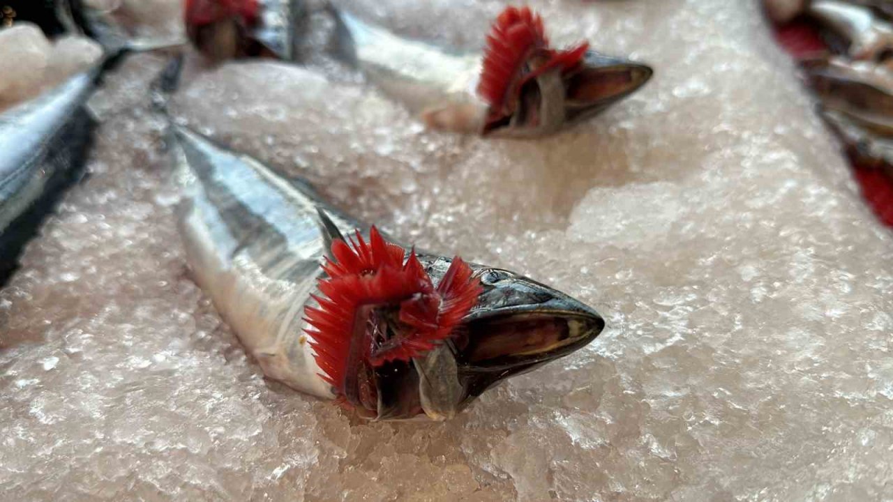 Taze balık tezgaha indi