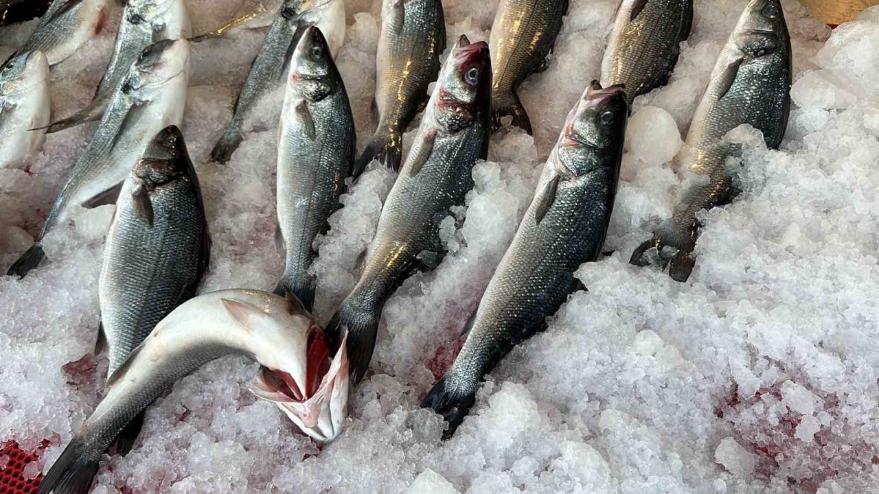 Taze balık tezgaha indi