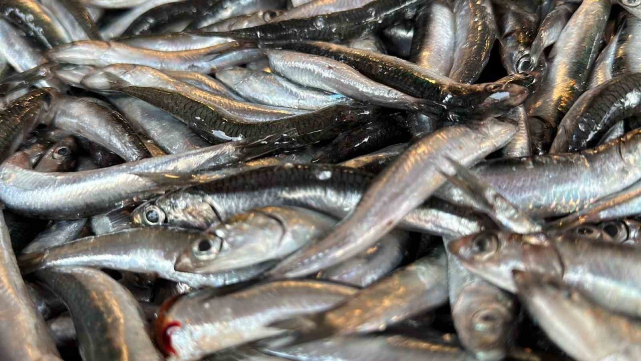 Taze balık tezgaha indi