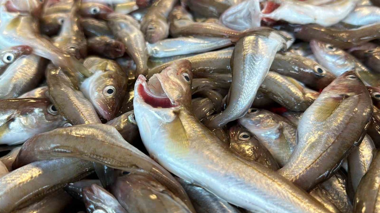 Taze balık tezgaha indi