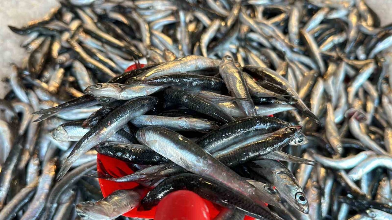 Taze balık tezgaha indi