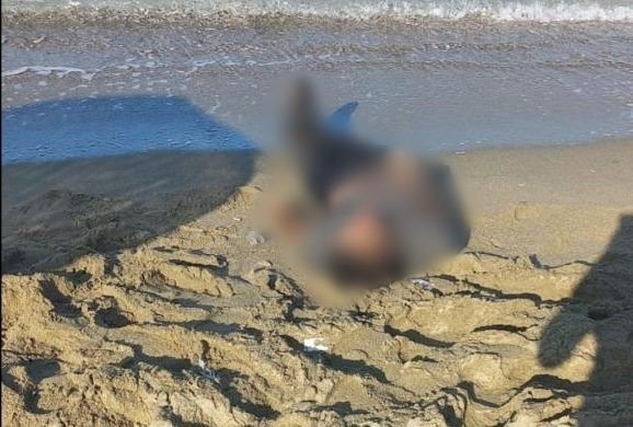 Kuşadası’nda deniz kıyısına vurmuş erkek cesedi bulundu