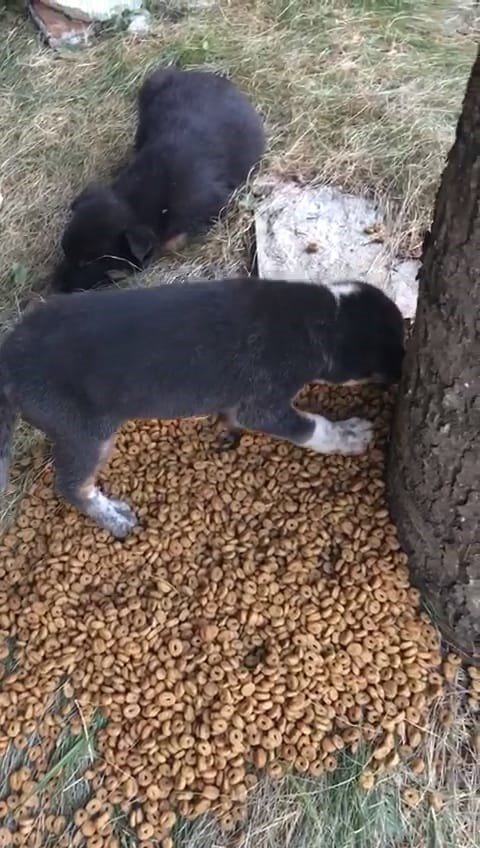 Yaramaz yavru köpek, darbeli matkapla kurtarıldı