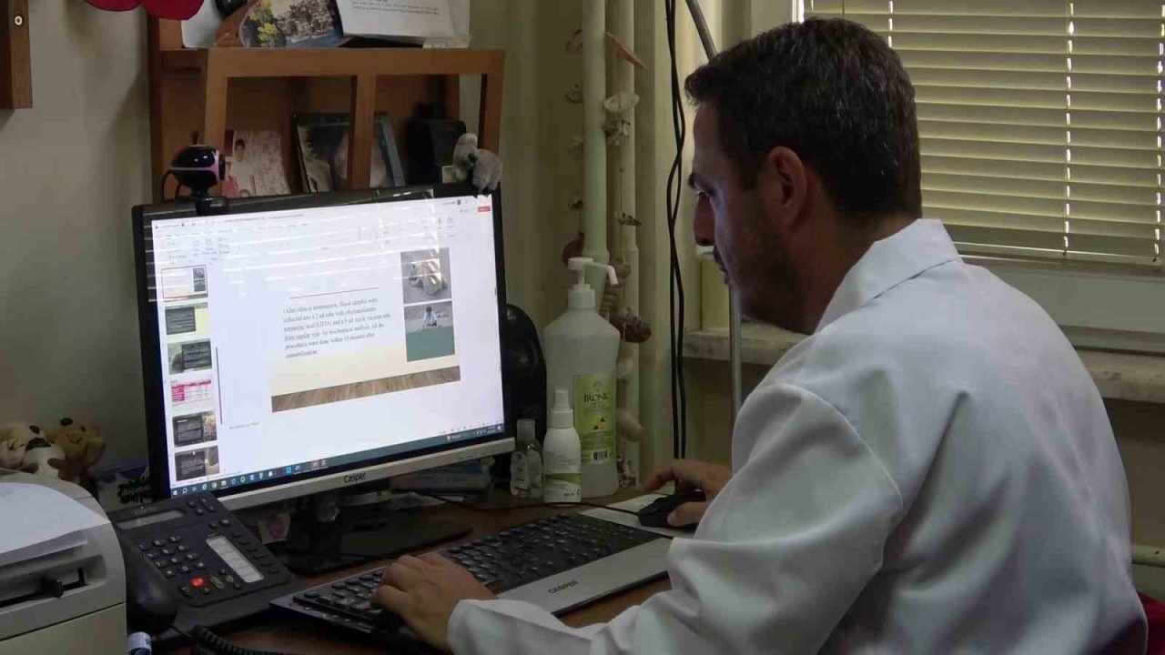 Evcilleşen ayılar doğayı tehdit ediyor