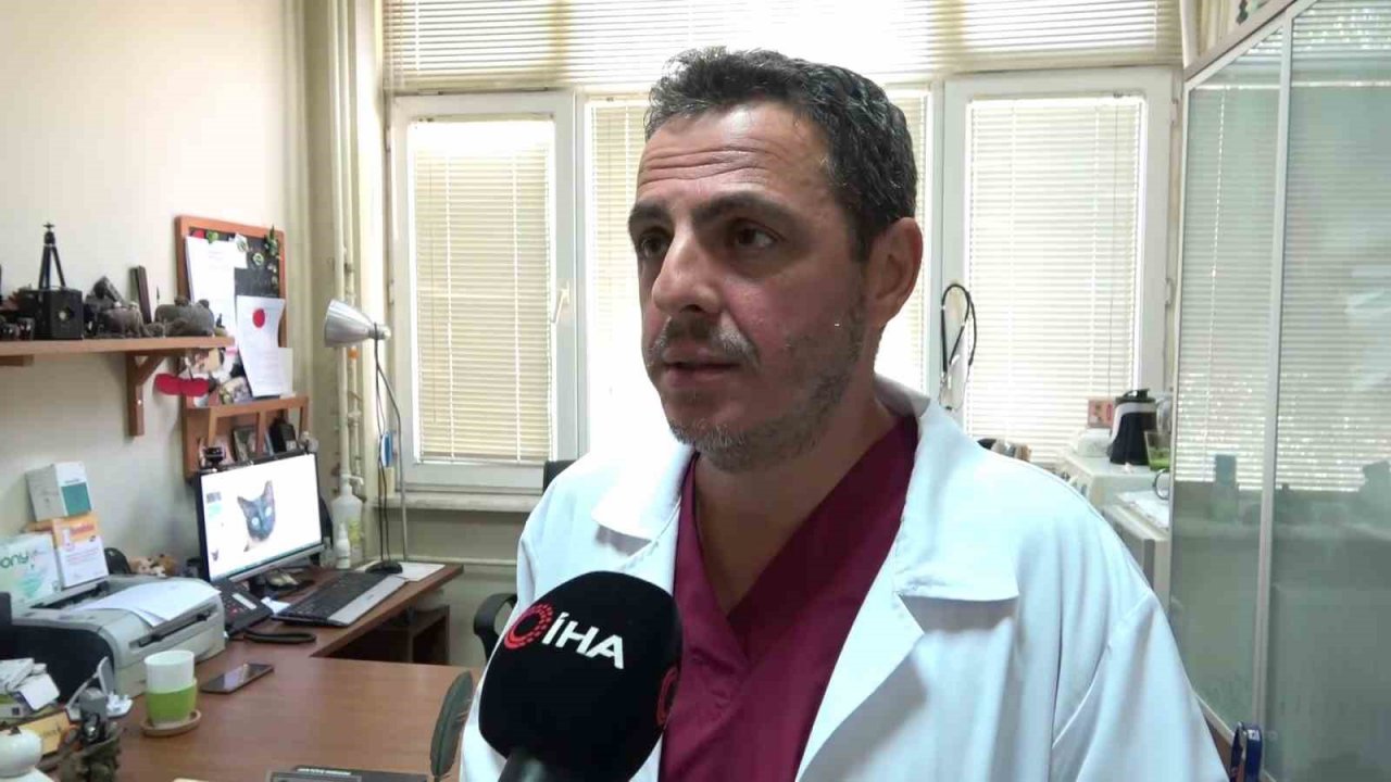 Evcilleşen ayılar doğayı tehdit ediyor