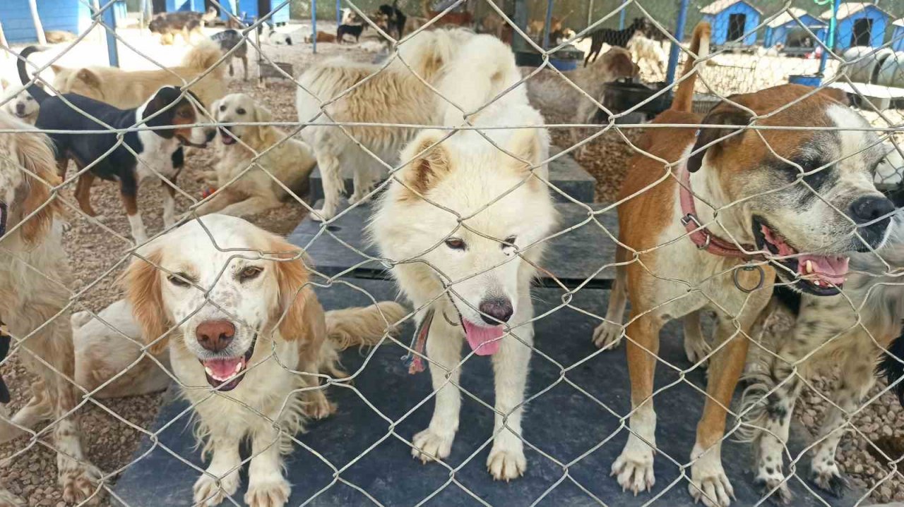 Bursalı firmadan sahipsiz hayvanlar için anlamlı destek projesi