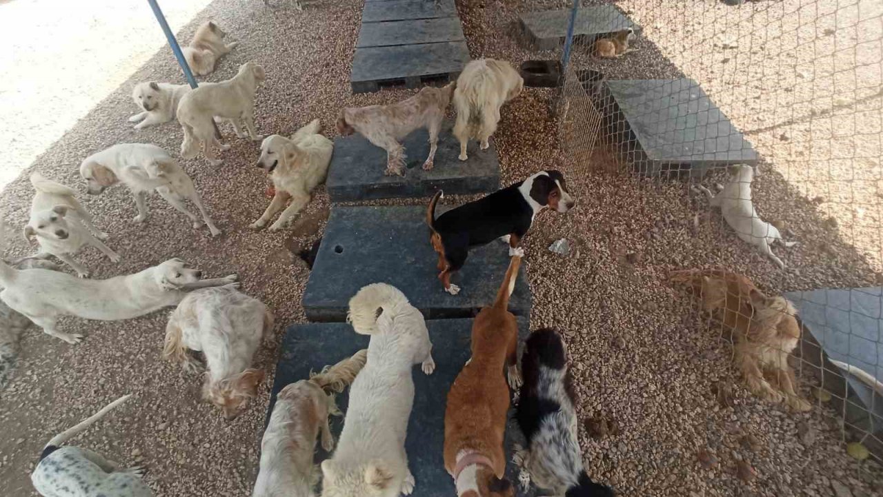 Bursalı firmadan sahipsiz hayvanlar için anlamlı destek projesi