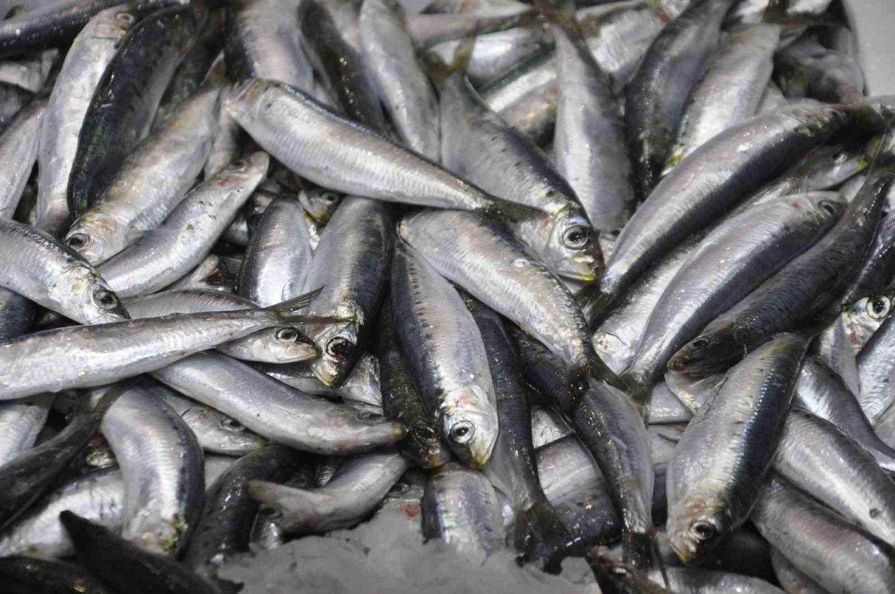 Av sezonunun ilk gününde sardalyenin fiyatı yarı yarıya düştü