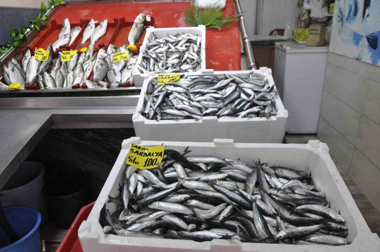 Av sezonunun ilk gününde sardalyenin fiyatı yarı yarıya düştü