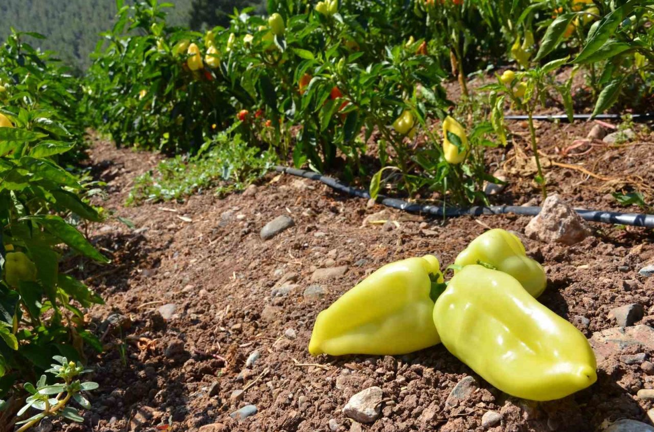 Tescilli Kale biberinde hasat devam ediyor