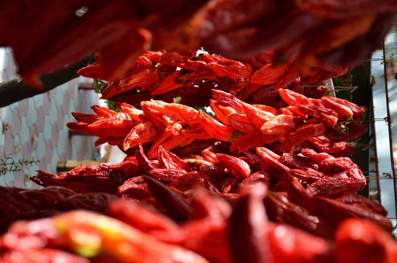 Tescilli Kale biberinde hasat devam ediyor