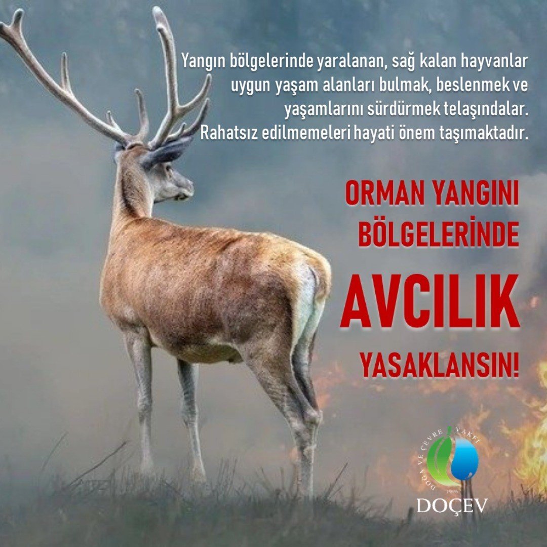 Çevrecilerden ’Yangın bölgelerinde avcılık yasaklansın’ talebi