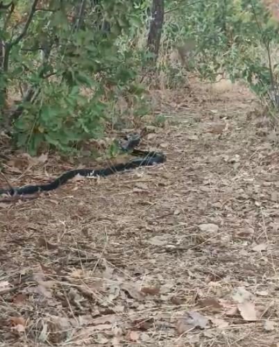 Anne kuş yuvasına girmek isteyen yılanın dikkatini böyle dağıttı