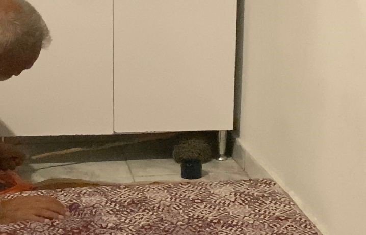 Yolunu kaybedip eve giren kirpi, tekrar doğaya bırakıldı