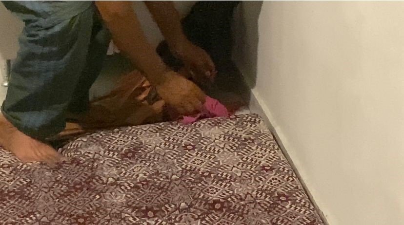 Yolunu kaybedip eve giren kirpi, tekrar doğaya bırakıldı