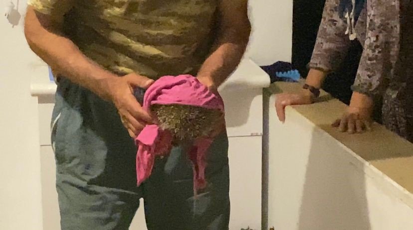 Yolunu kaybedip eve giren kirpi, tekrar doğaya bırakıldı