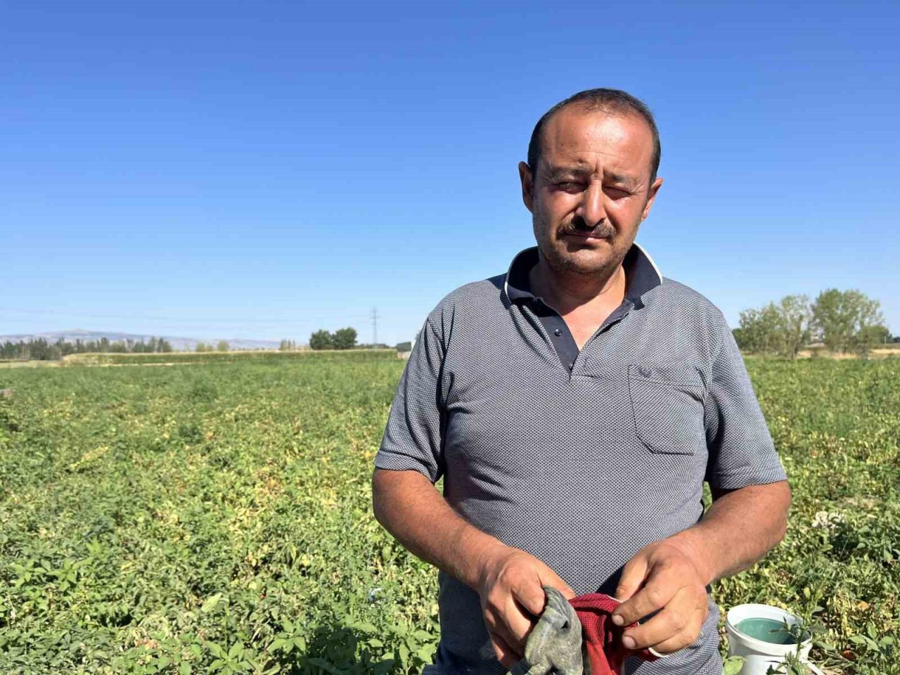 Domatese yağışlar yaradı sıcaklar ise yaktı