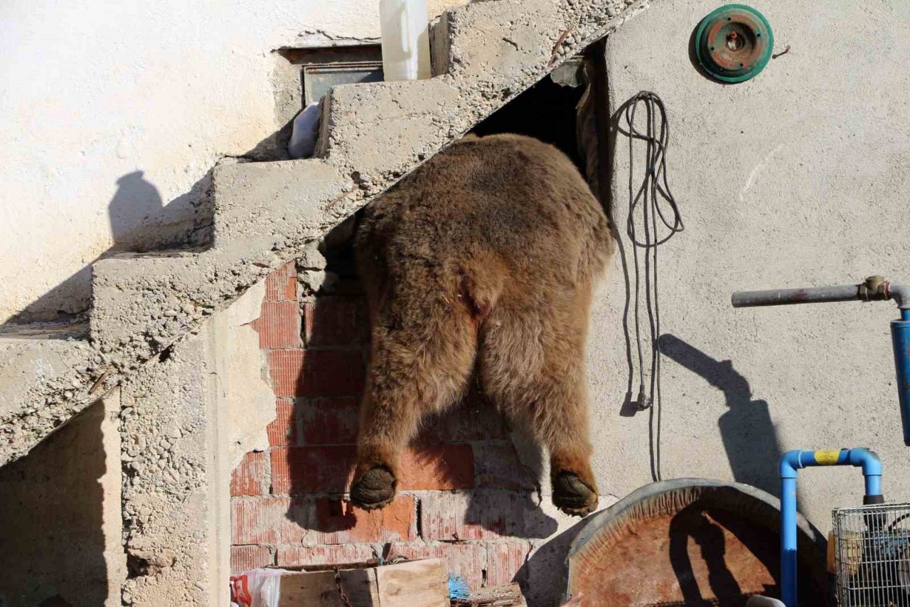 Evcilleşen ayılar doğayı tehdit ediyor