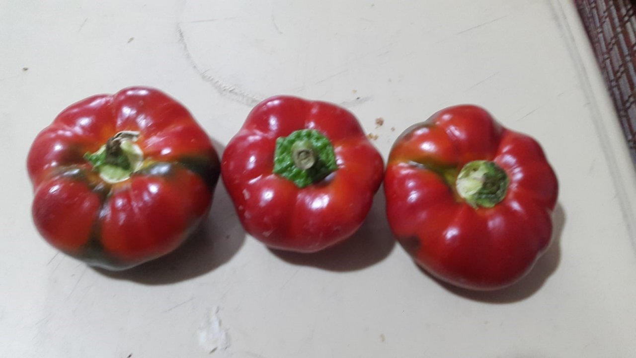 Domates görünümlü biberler ilgi odağı oldu