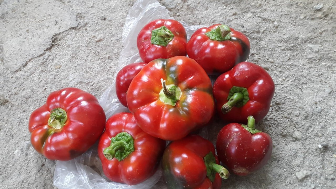 Domates görünümlü biberler ilgi odağı oldu