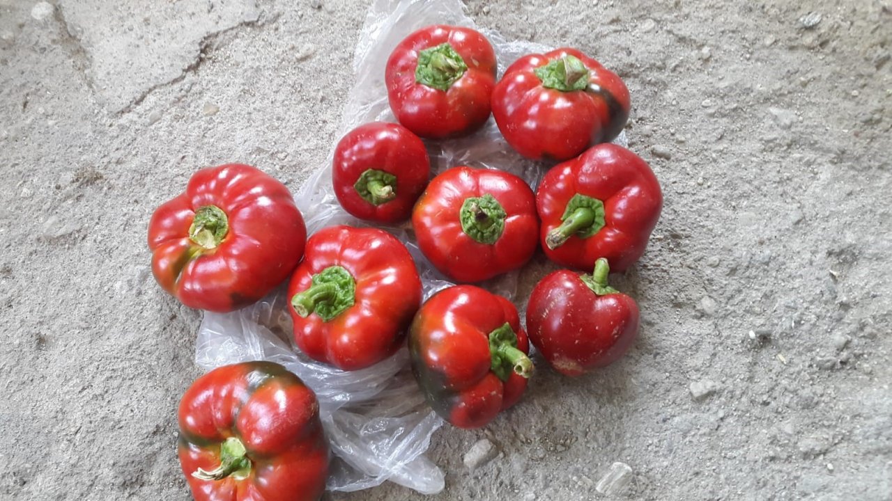 Domates görünümlü biberler ilgi odağı oldu