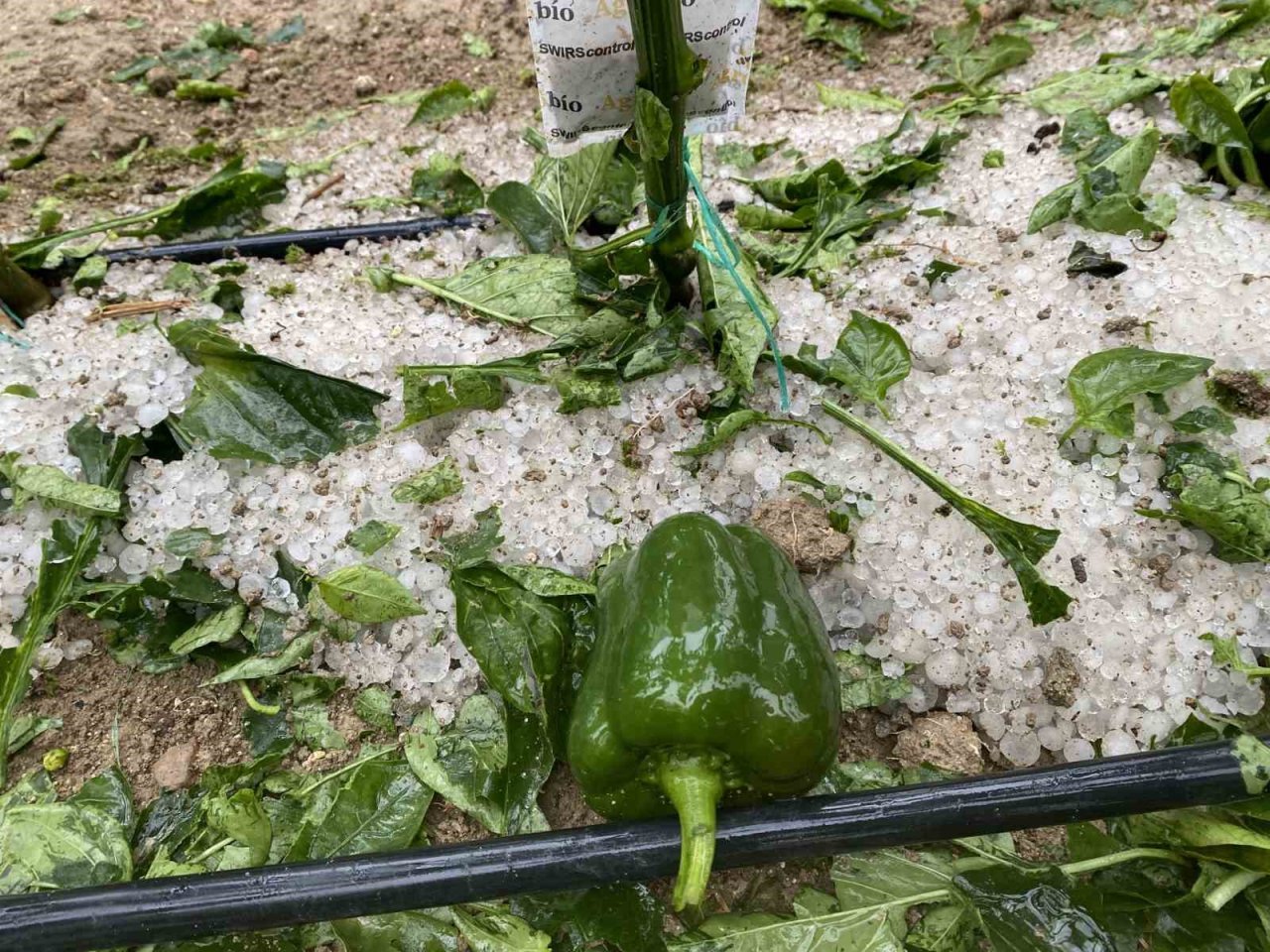 Muğla Tarım ve Orman İl Müdürü Saylak’tan ‘İklim’ uyarısı