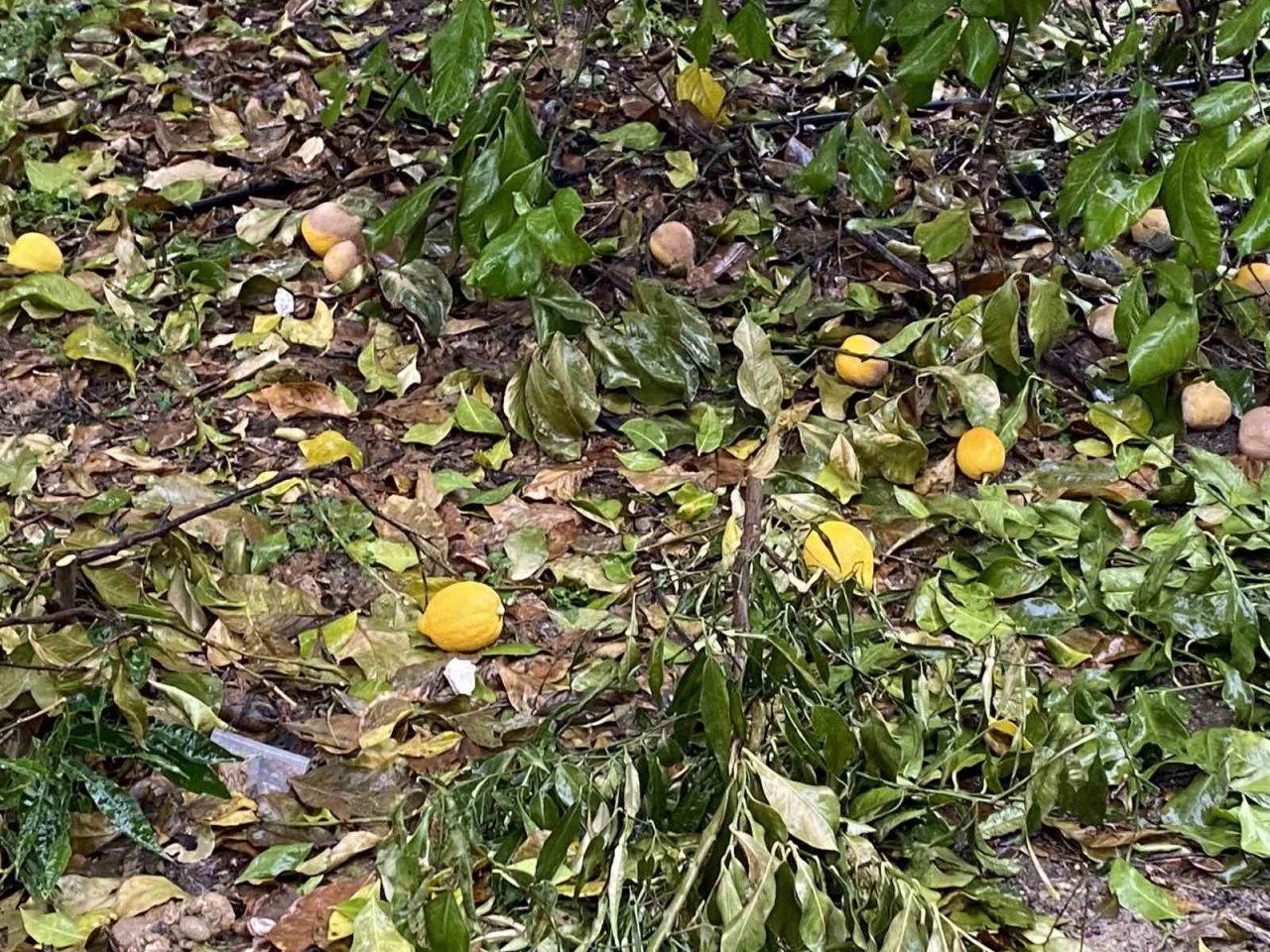 Muğla Tarım ve Orman İl Müdürü Saylak’tan ‘İklim’ uyarısı