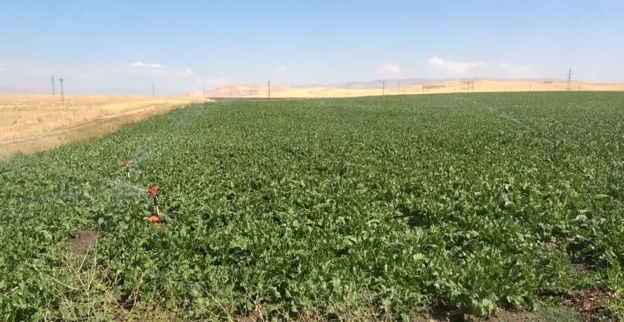 Şeker pancarı üretiminden ekonomiye 2 milyar 400 milyon lira katkı