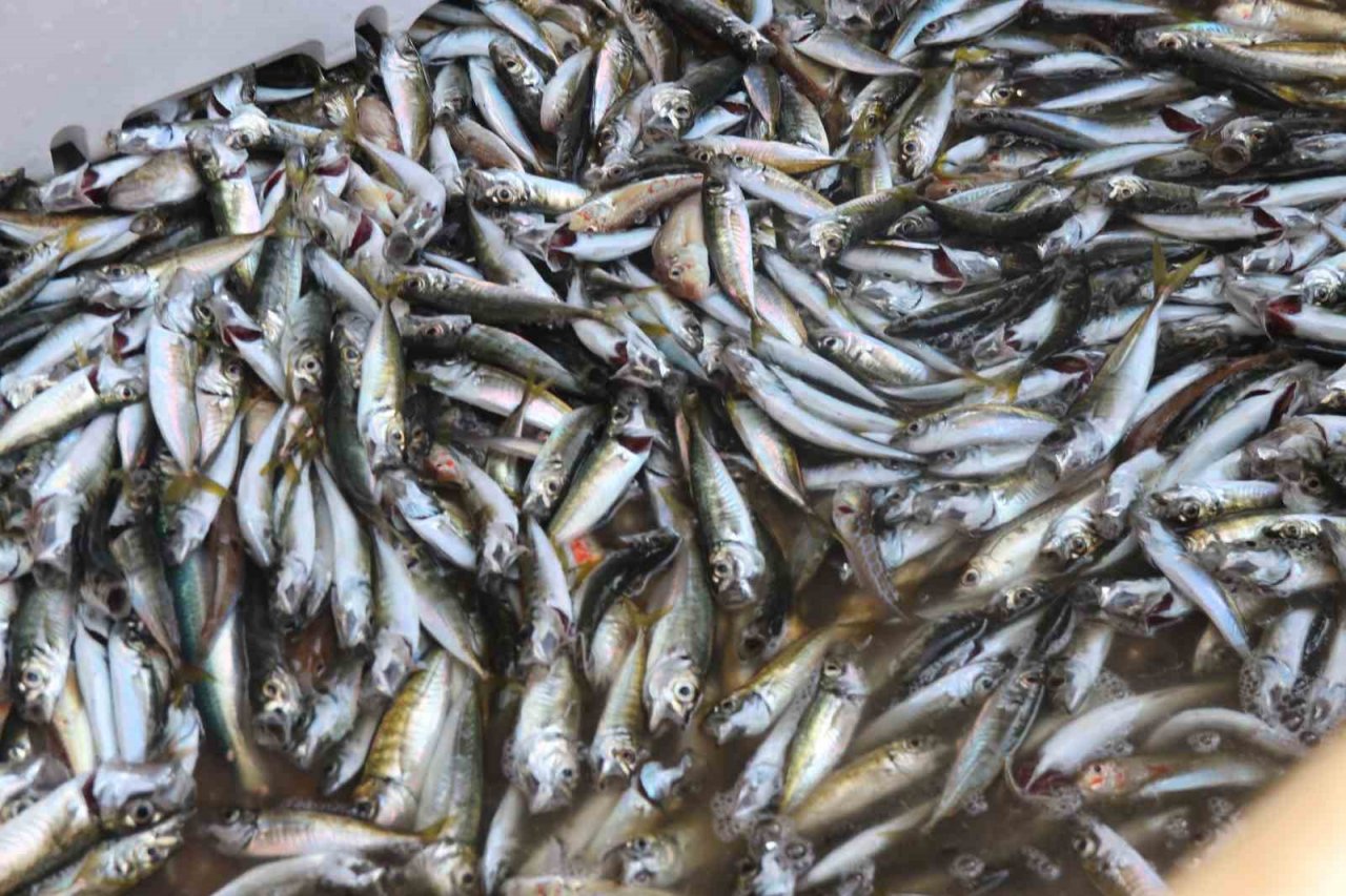 Rizeli Balıkçılar "Vira Bismillah" dedi