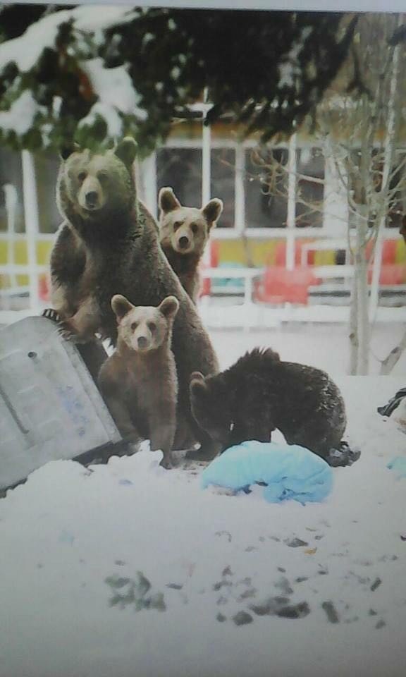 Evcilleşen ayılar doğayı tehdit ediyor