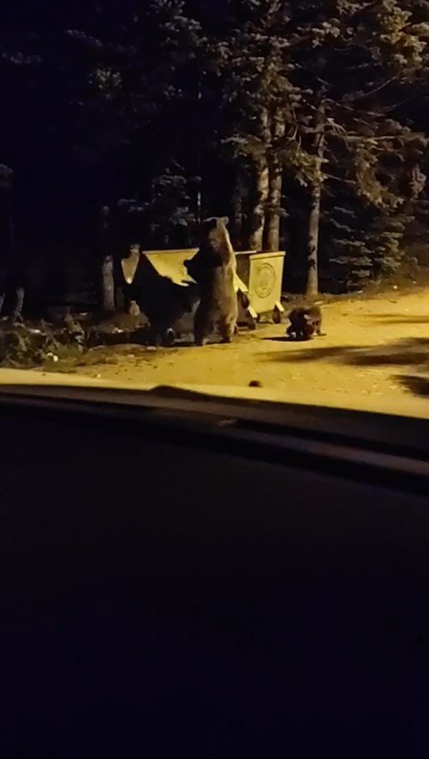 Evcilleşen ayılar doğayı tehdit ediyor