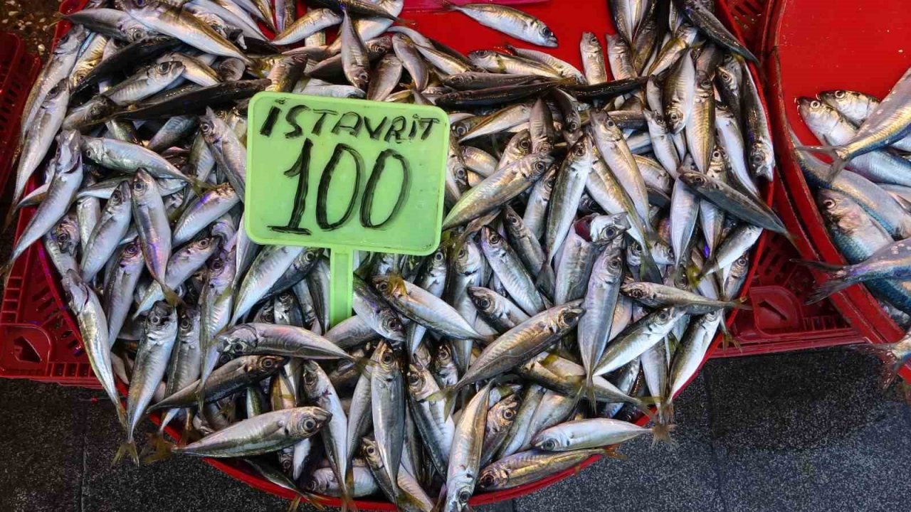 Trabzon’da balık av sezonu sönük başladı